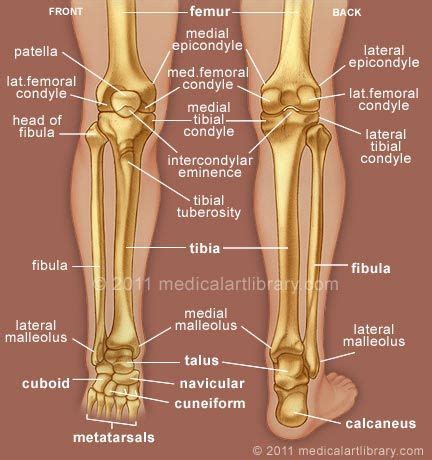 Leg Bones Diagram