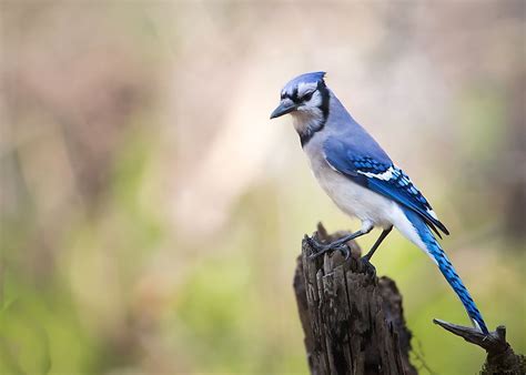 Blue Animals That Exist In Nature