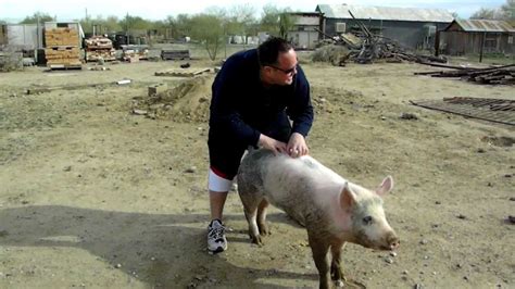 Funny Pig Squeals As He Is Rubbed By Man With The Magic Fingers Youtube