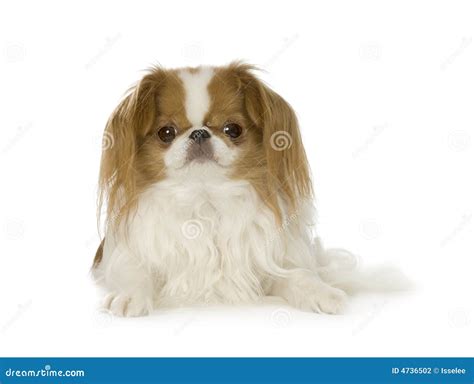 Japanese Chin Dog Stock Photo Image Of Doggy Domestic 4736502