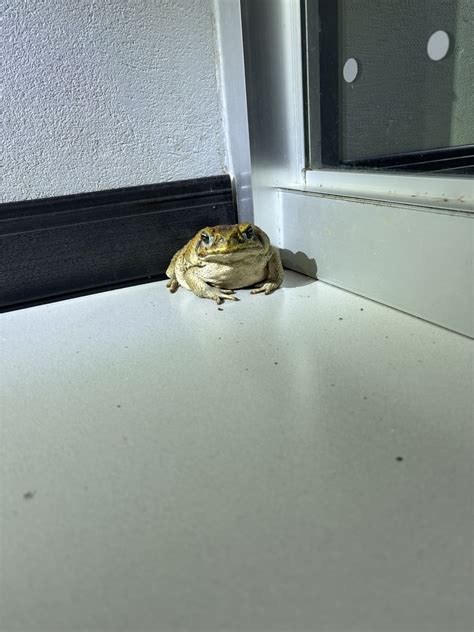 Giant Toad From Sendero Universal Sarapiqui Heredia CR On June 10