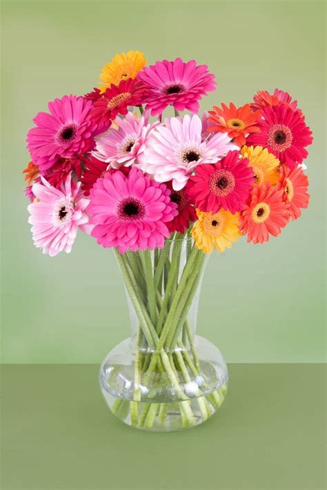 Vase of colorful daisies stock photo. Image of bright - 5214760