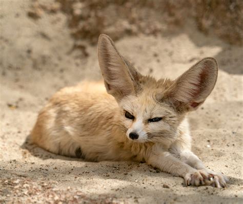 Desert Biome Animals