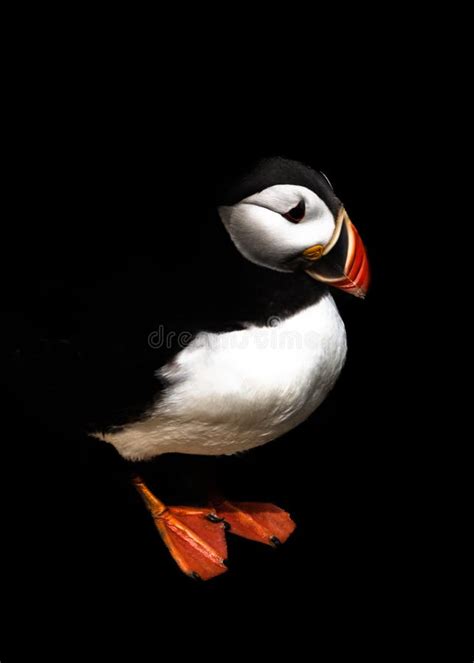 Black Atlantic Puffin Picture Image 119007923