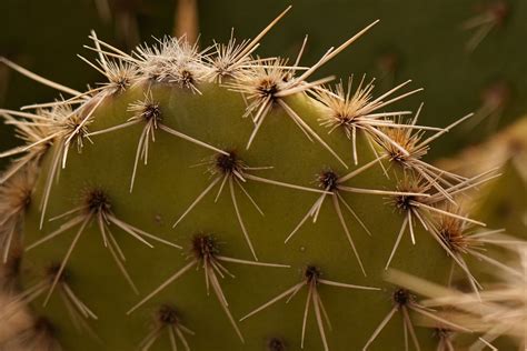 Cactus League, Game 13 - Cincinnati Reds play Cactus League baseball ...