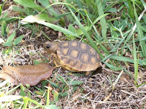 Gopher Tortoises Hatchlings To Be Released In South Carolina Reptiles