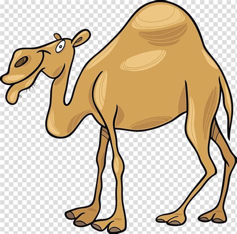 Dromedary Cartoon A Cartoon Camel Transparent Background Png Clipart