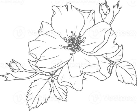 Doodle Line Art Rose Flower Bouquet Elements 9593909 PNG