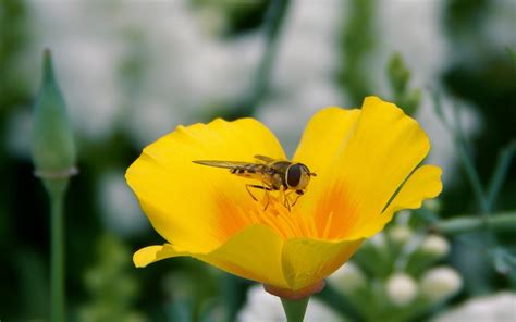 Free Images Nature Meadow Flower Petal Botany Yellow Flora