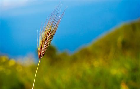 Uf0160 Operaciones Auxiliares De Riego En Cultivos AgrÍcolas Savia