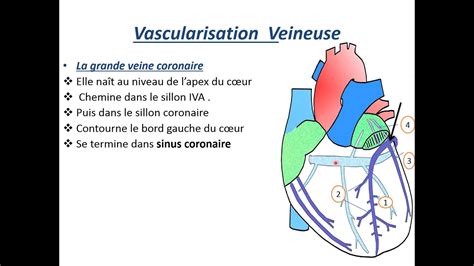 vascularisation et innervation du cœur YouTube