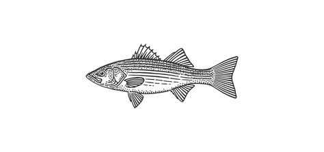 Catch Of The Week Striped Bass Superior Foods Co