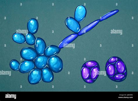 La levadura Saccharomyces cerevisiae ilustración Fotografía de stock