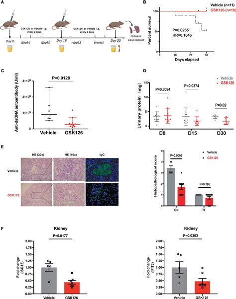 Frontiers Ezh2 Inhibition Interferes With The Activation Of Type I