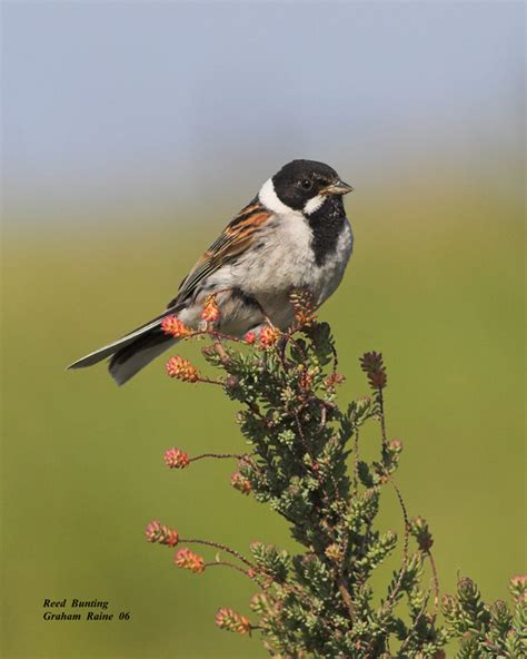 Male Reed Bunting | BirdForum