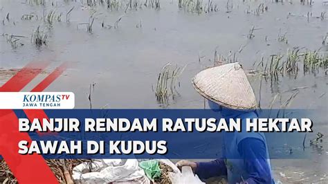 Banjir Rendam Ratusan Hektar Sawah Di Kudus Kompas Tv Vidio