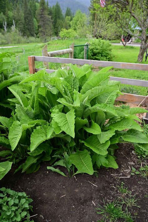 Elecampane Benefits and Growing Guide — Homesteading Family