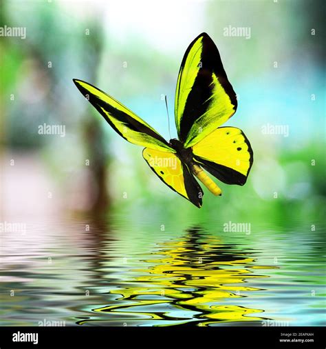Beautiful Multi Colored Real Butterfly Flying On A Green Background