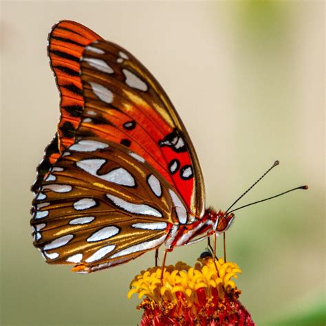 All about butterflies species | What is a Butterfly? - Typesofbutterflies