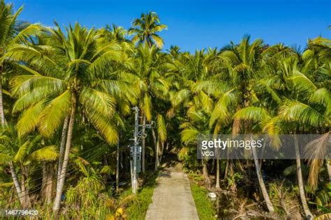 Coconut Tree Top View Photos And Premium High Res Pictures Getty Images