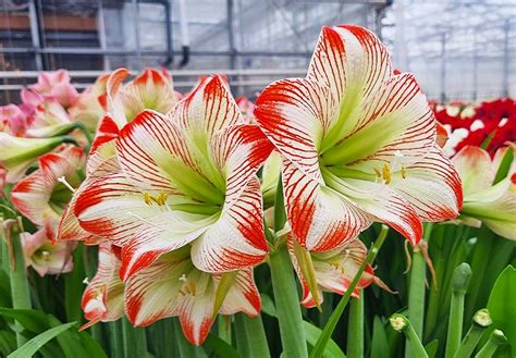 Guia Completo Para Amaryllis Planta O Cuidados Dicas De Flora O E