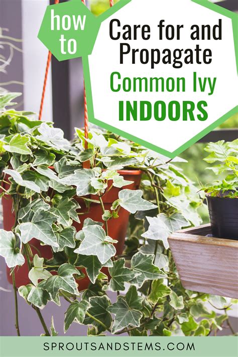 Common ivy indoor care and propagation – Artofit