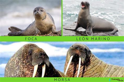 Diferencias Entre Le N Marino Y Foca Caracter Sticas Y H Bitat