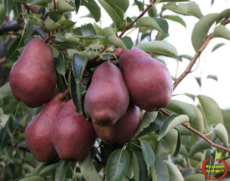 Faire Du Nectar De Poire Ma Passion Du Verger