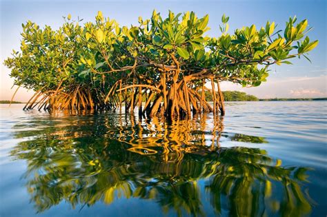 Fungsi Mangrove Serta Manfaat Ekologis Dan Ekonomis