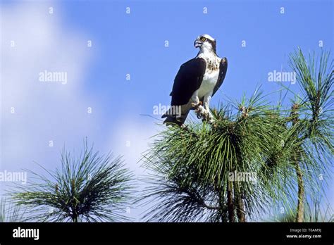 Fish Eggs River Hi Res Stock Photography And Images Alamy