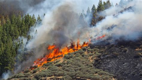 Greenpeace Alerta De Que Los Grandes Incendios De Han Evidenciado