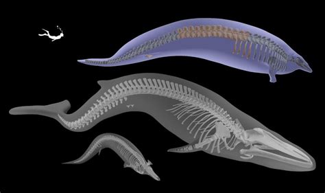 Scoperto il Perucetus l animale più pesante di sempre è vissuto quasi