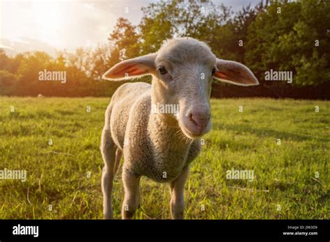 White Lamb Eating Standing On The Grass Meadow Stock Photo Alamy