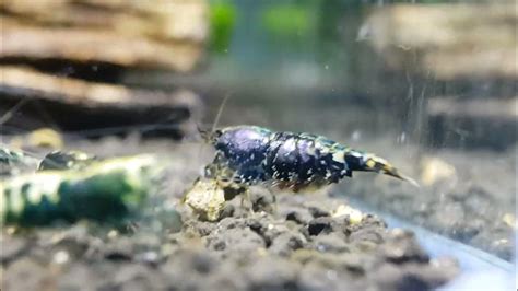 Metallic Boa Shrimp Youtube