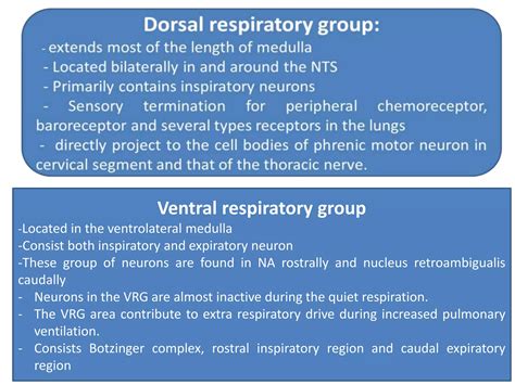 Neural Regulation Of Respiration Ppt