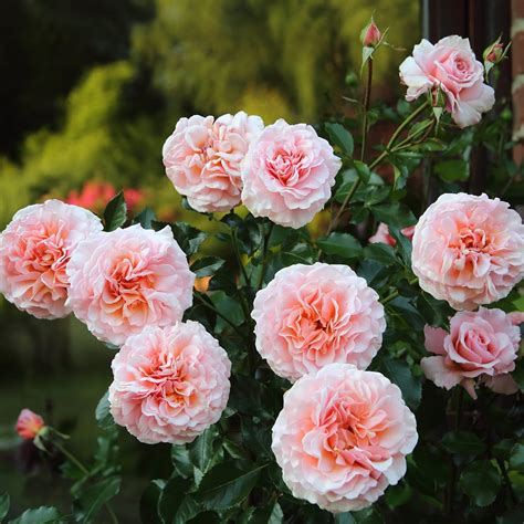 9 of the Best-Smelling Flowers That Belong in Your Garden