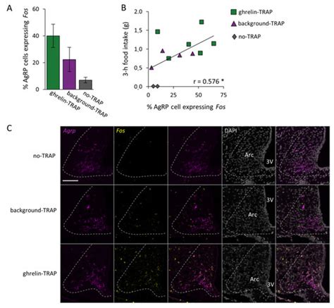 Ijms Free Full Text Traping Ghrelin Activated Circuits A Novel