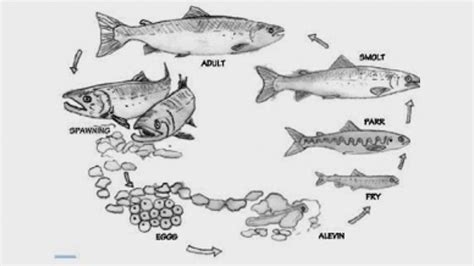 Foto 3 Proses Daur Hidup Ikan, Lengkap Penjelasan dan Jenis-jenis Ikan