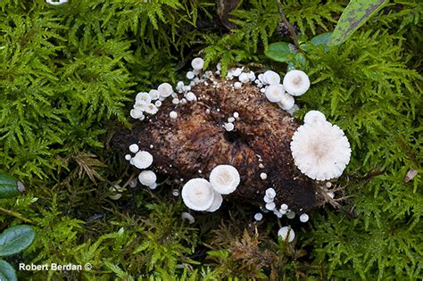 Tips For Identifying And Photographing Mushrooms The Canadian Nature