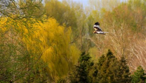 Wallpaper Park Nature Birds Landscape Spring Osijek Croatia