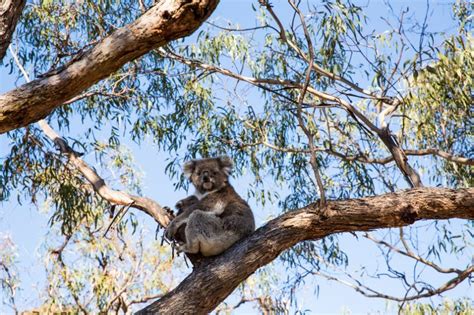 Visit Koalas On Raymond Island Mariners Cove Motel And Apartments