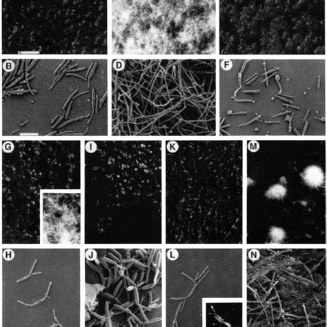 Influence Of Camp And Mutations In Uacl And Ubcl On The Morphology Of Download Scientific