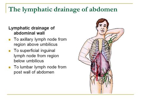 Lymphatic System Abdomen