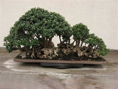 Ulivo Bonsai Attrezzi E Vasi Per Bonsai Caratteristiche Del Bonsai