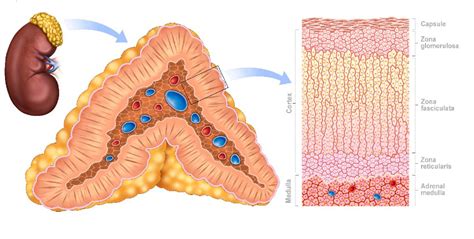 Adrenal Gland - Disorders and Functions