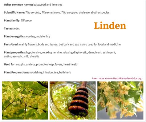 Linden Flower Tea Benefits