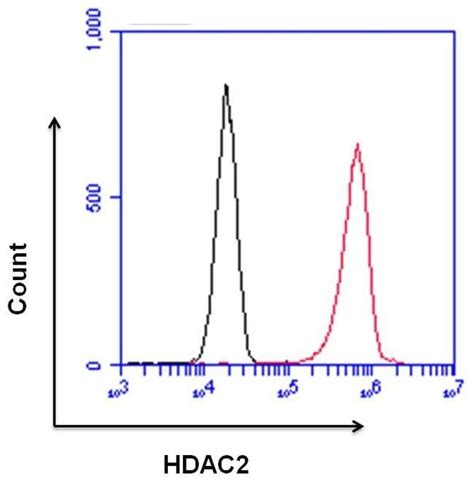 HDAC2 Polyclonal Antibody Invitrogen 100 μg Unconjugated Antibodies