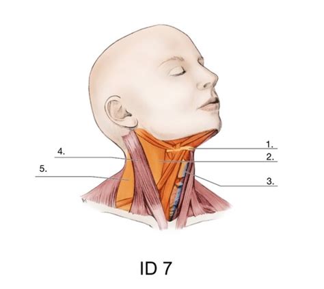 HEAD AND NECK REGION OF THE NECK LABEL IMAGE Flashcards Quizlet