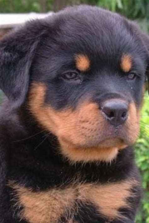 Fluffy Rottweiler Dog Breed Rottweiler Love Rottie Rottweilers I