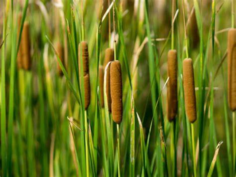 Everything bulrush plant : How to Plant & care for them | ourfamily ...